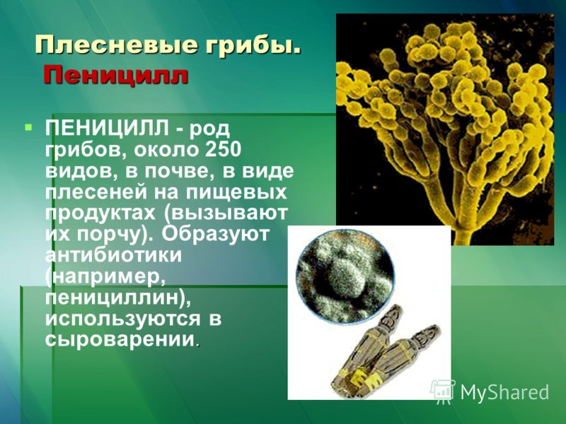 лечение лисичками от паразитов отзывы лечение лисичками от паразитов отзывы