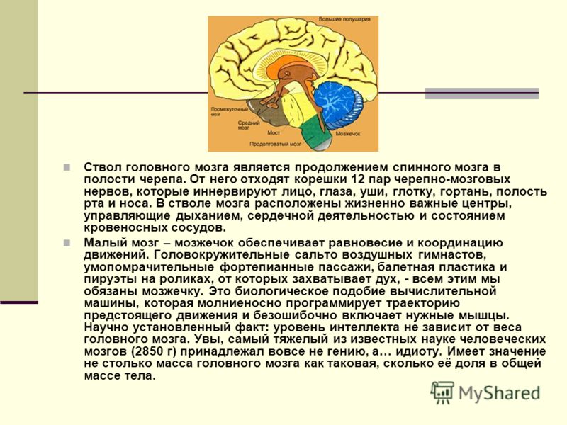 Ствол головного мозга является продолжением спинного мозга в полости черепа. От него отходят корешки 12 пар черепно-мозговых нервов, которые иннервиру