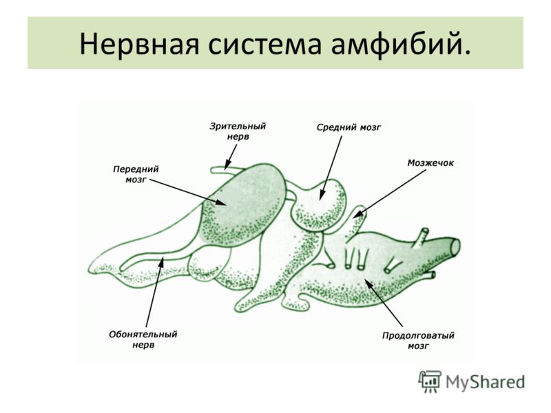 избавление от паразитов отзывы избавление от паразитов отзывы