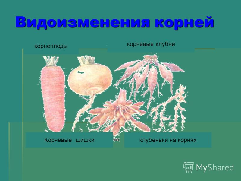 редкие паразиты в организме человека редкие паразиты в организме человека