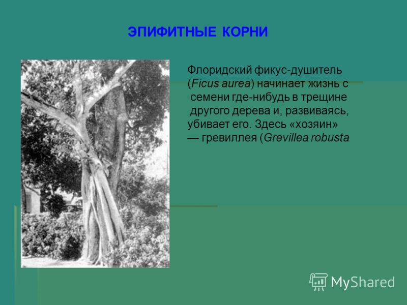 тропические паразиты человека тропические паразиты человека