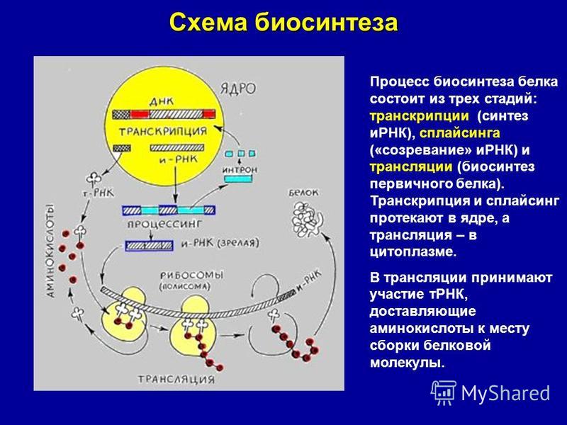 Схема строения зрелой ирнк 117