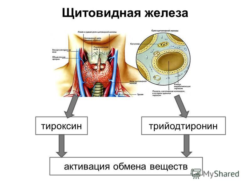 Щитовидная железа тироксин трийодтиронин активация обмена веществ