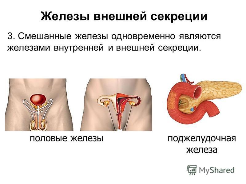 половые железы поджелудочная железа Железы внешней секреции 3. Смешанные железы одновременно являются железами внутренней и внешней секреции.
