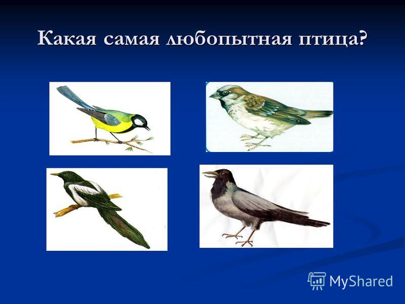 Какая самая любопытная птица?