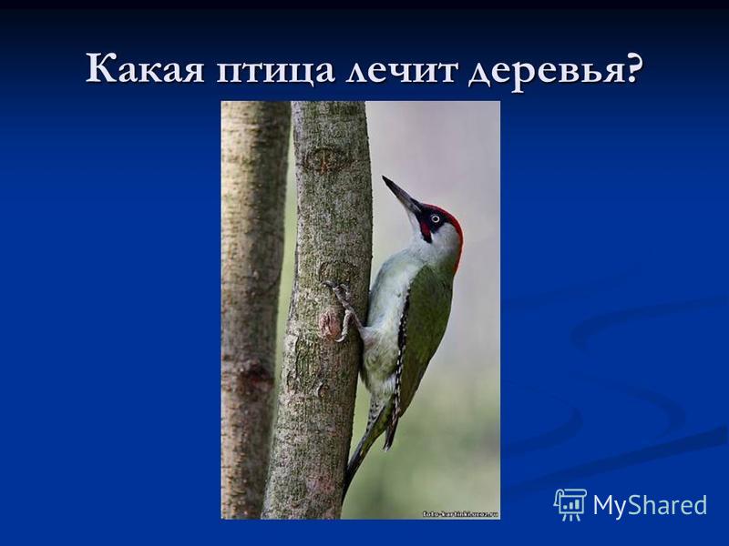 Какая птица лечит деревья?