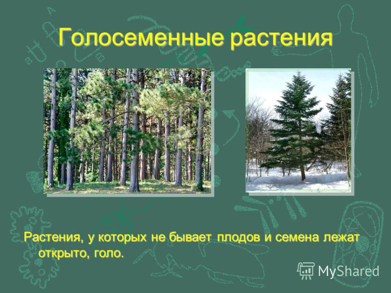У цветковых есть семена У цветковых есть семена