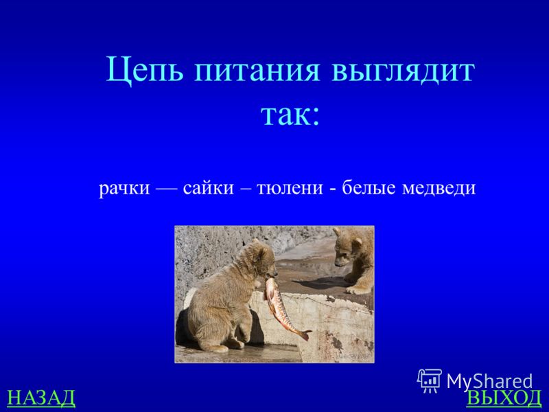Схема питания характерная для черноморского побережья кавказа фото 498