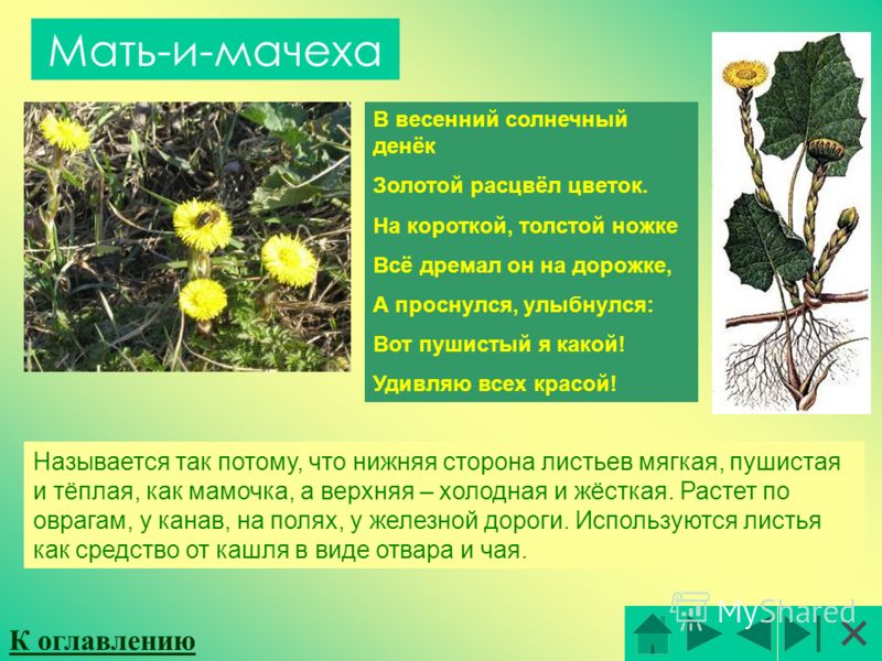 Цветок на короткой ножке Цветок на короткой ножке