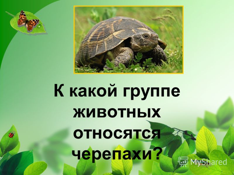 Как готовить капусту с сосиской