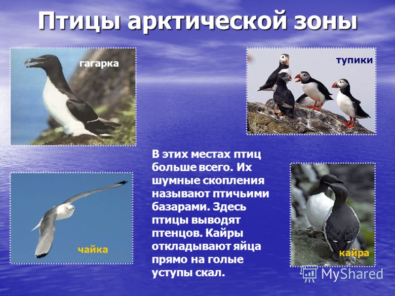 Презентация Лишайники 7 Класс Презентация Лишайники 7 Класс