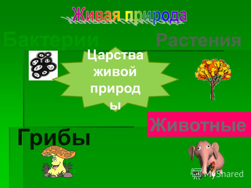 презентация растения-часть живой природы 1 класс пнш