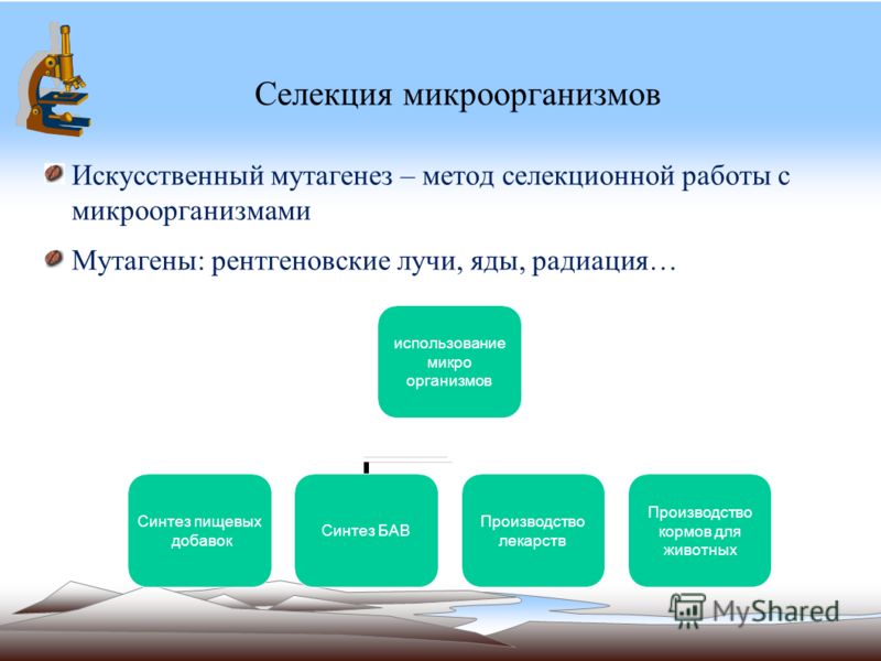 метод иванченко от паразитов метод иванченко от паразитов