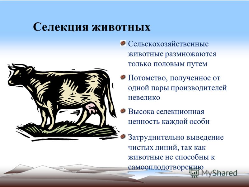 Селекция учитель биологии и и Селекция учитель биологии и и