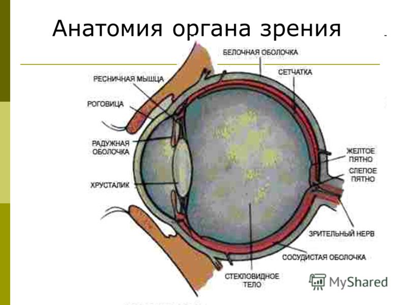 Боль в животе внизу с двух сторон