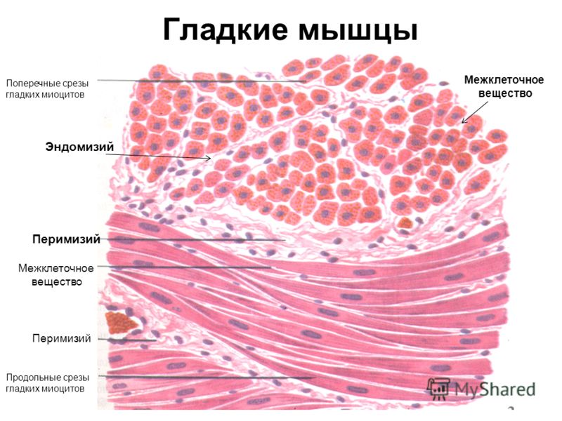 Атлас По Гистологии Волкова