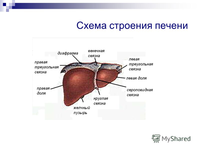 разработать систему питания для похудения онлайн разработать систему питания для похудения онлайн