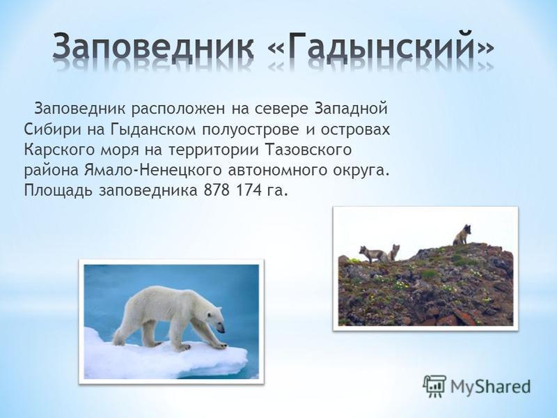 Проект по ямальскому заповеднику россии 4 класс