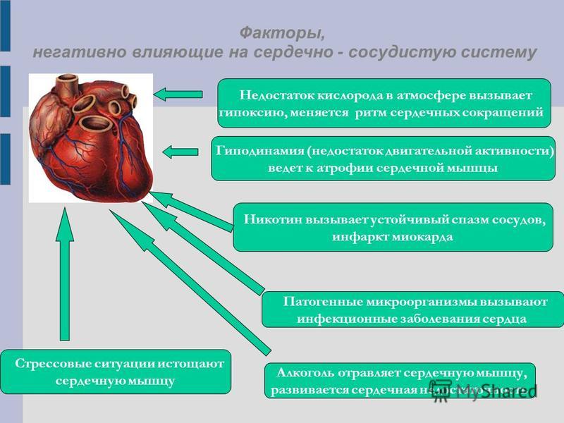 Факторы, негативно влияющие на сердечно - сосудистую систему Недостаток кислорода в атмосфере вызывает гипоксию, меняется ритм сердечных сокращений Гиподинамия (недостаток двигательной активности) ведет к атрофии сердечной мышцы Никотин вызывает усто