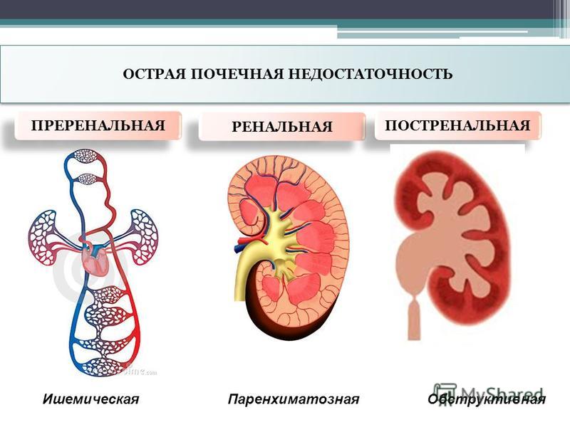 Как лечить почечную недостаточность у животных Как лечить почечную недостаточность у животных