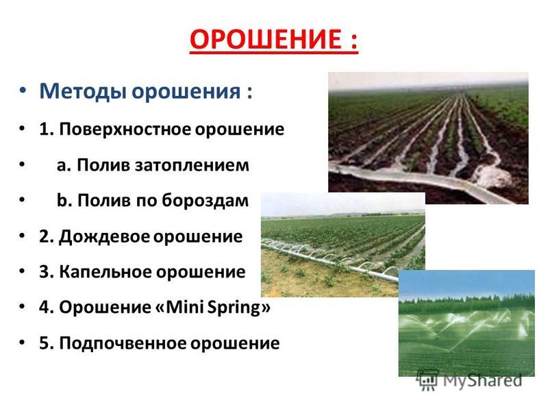 План работы по самообразованию воспитателя "Экологическое Айва японская: (хеномелес) посадка и уход в советах и