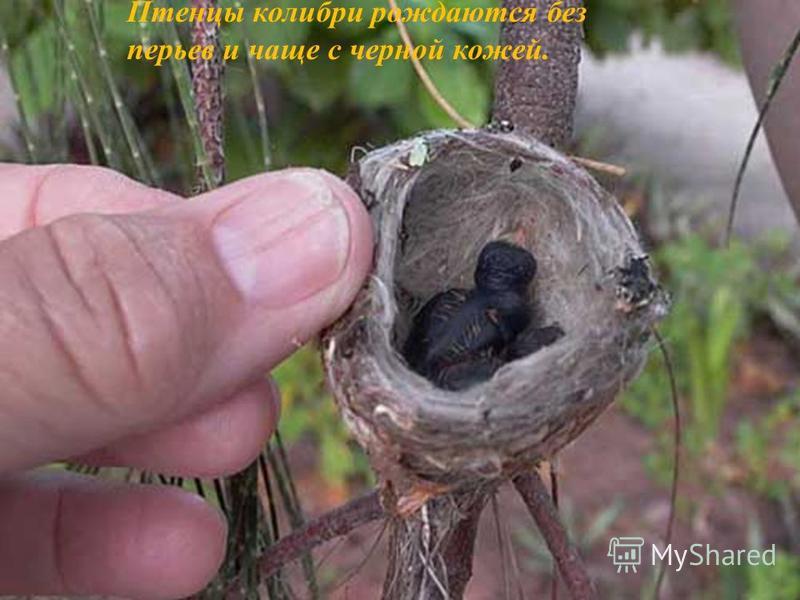 Гнездо колибри красивые фото и картинки