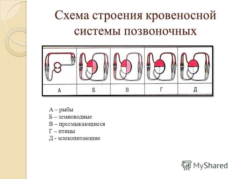 Построить крыльцо своим руками фото 928