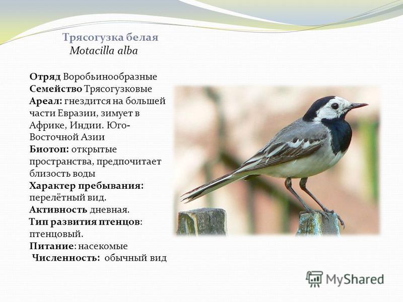 Как зимует воробей в волжском картинки Как зимует воробей в волжском картинки