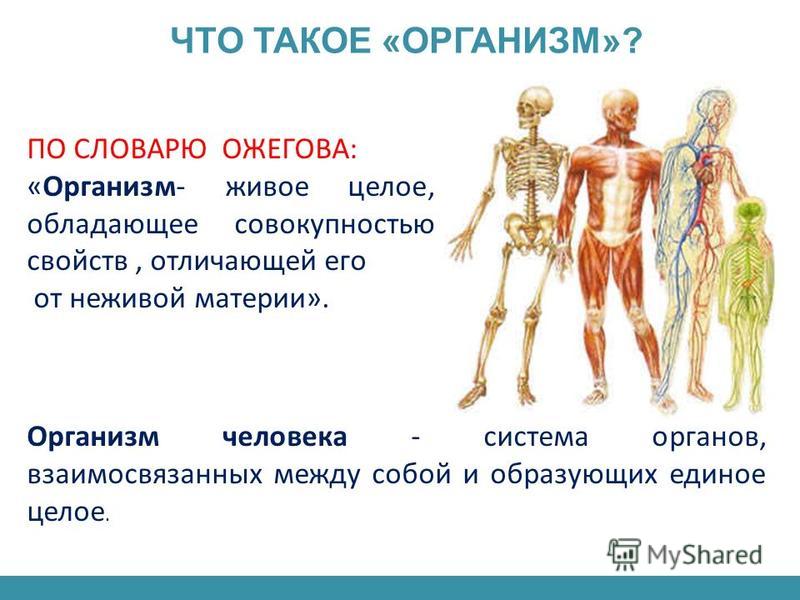 Реферат На Тему Организм Человека 3 Класс