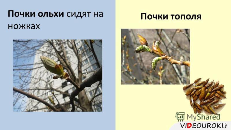 Какое расположение почек у тополя Презентация на тему: "Побег. Листорасположение. Почка и её строение.". Скачать б