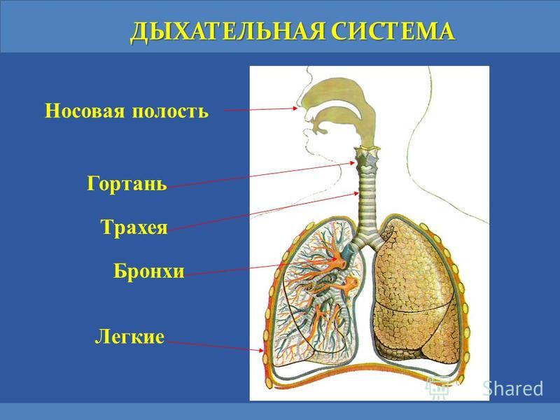Презентация На Тему: "УРОК ОКРУЖАЮЩЕГО МИРА В 4 КЛАССЕ. ТЕМА УРОКА.