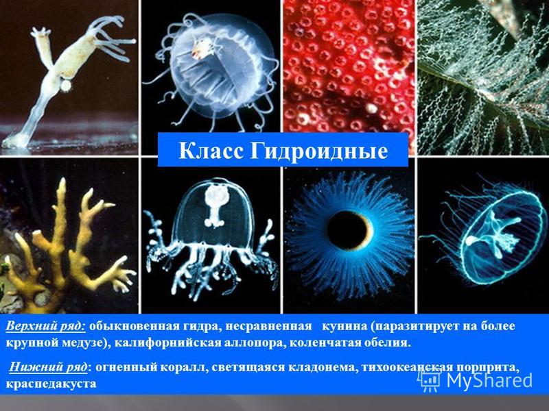 [PUNIQRANDLINE-(au-dating-names.txt) 46 Роль кишечнополостных в природе и жизни человека доклад 3949