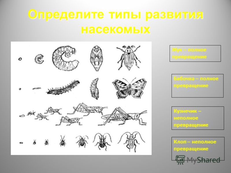 полное превращение насекомых стадии