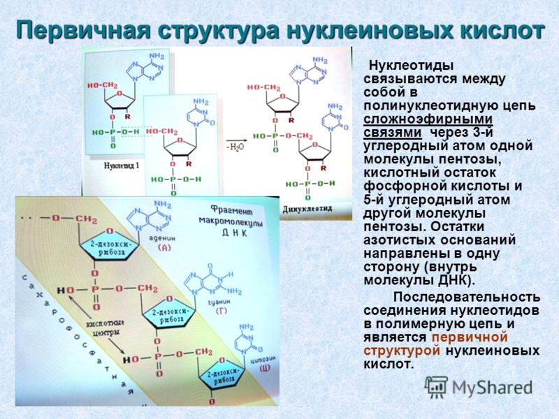 нуклеиновых доклад функция структура кислот и
