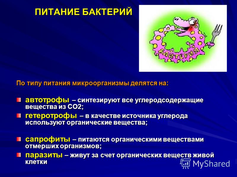 что за паразиты живут в человеке симптомы что за паразиты живут в человеке симптомы