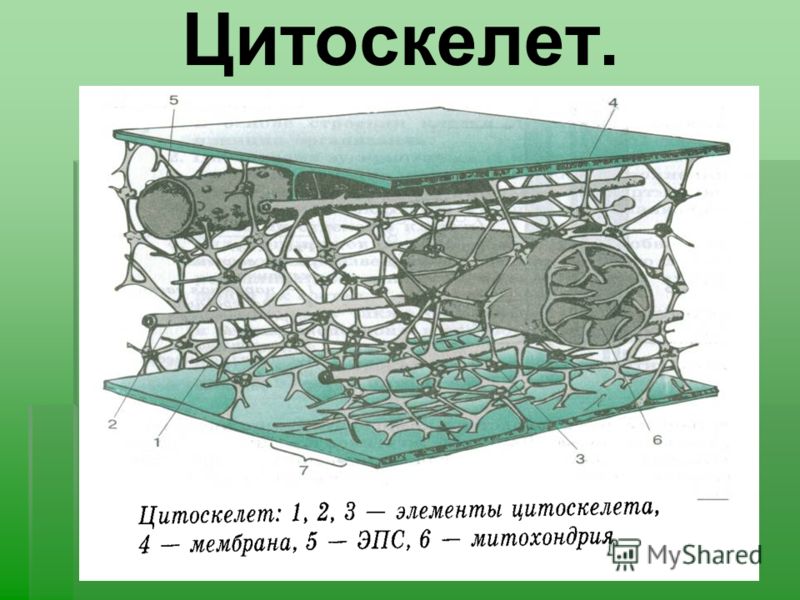 семена льна от глистов рецепт семена льна от глистов рецепт