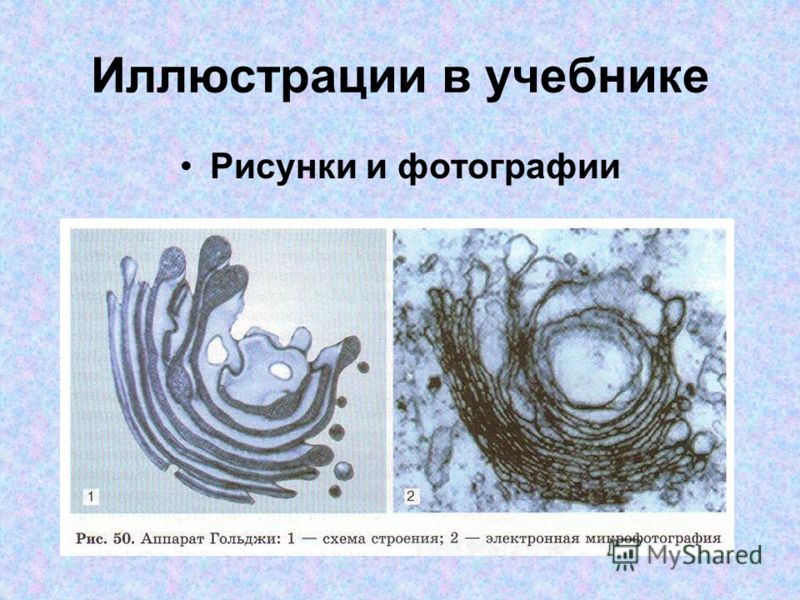 Общая биология 10 класс учебник теремов а.в петросова р.а