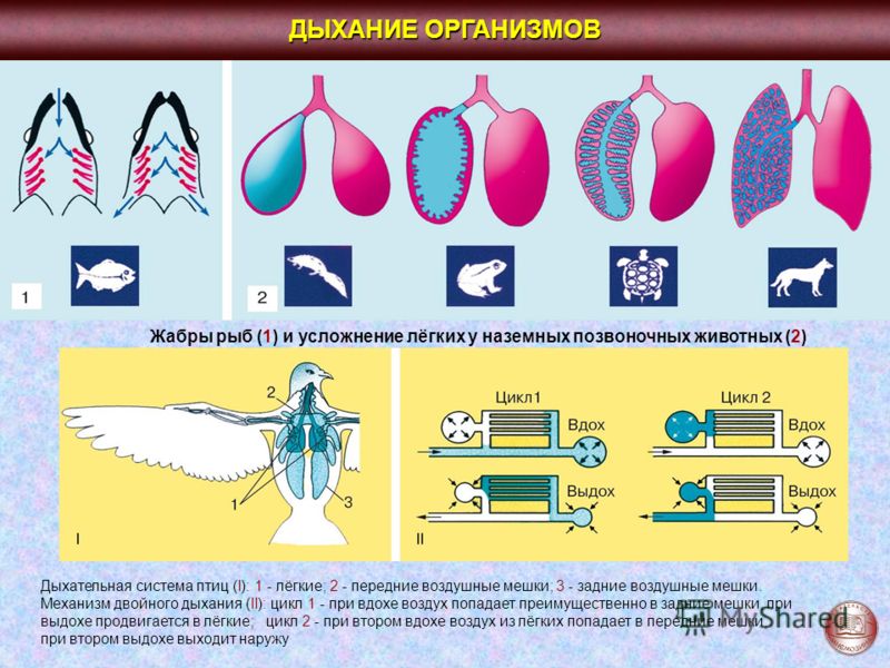 Рабочая программа по литературе 9 класс по программе коровиной: Свежие фильмы, софт, музыка, обои и многое другое История средневекового казахстана 7 класс