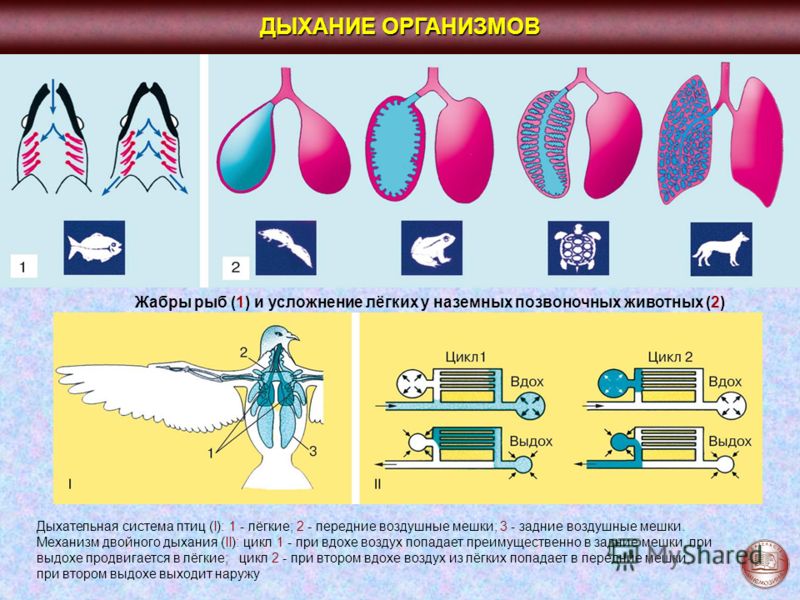 Решебник для биология 10 теремов петросова