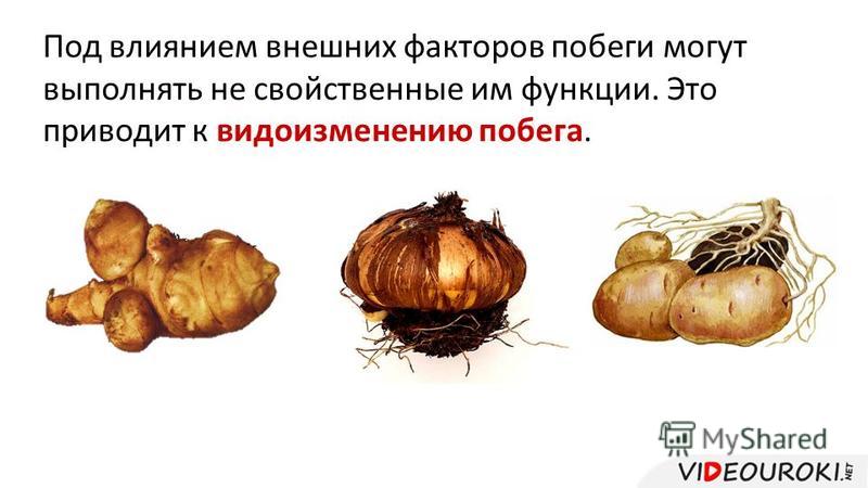 Приведите 2 3 примера видоизменения побегов