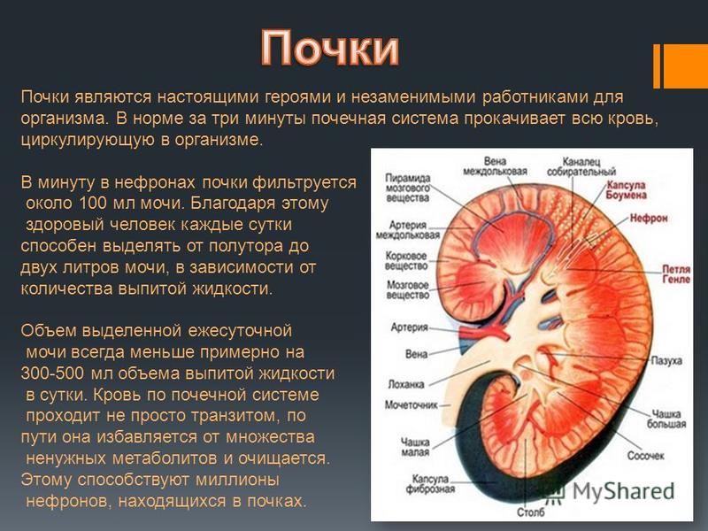 Таблица органы мочевыделительной системы - TouristMaps.ru