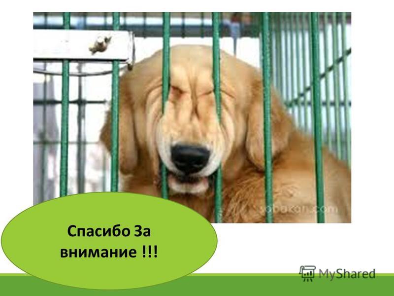 [PUNIQRANDLINE-(au-dating-names.txt) 63 Бешенство животных курсовая работа 4979