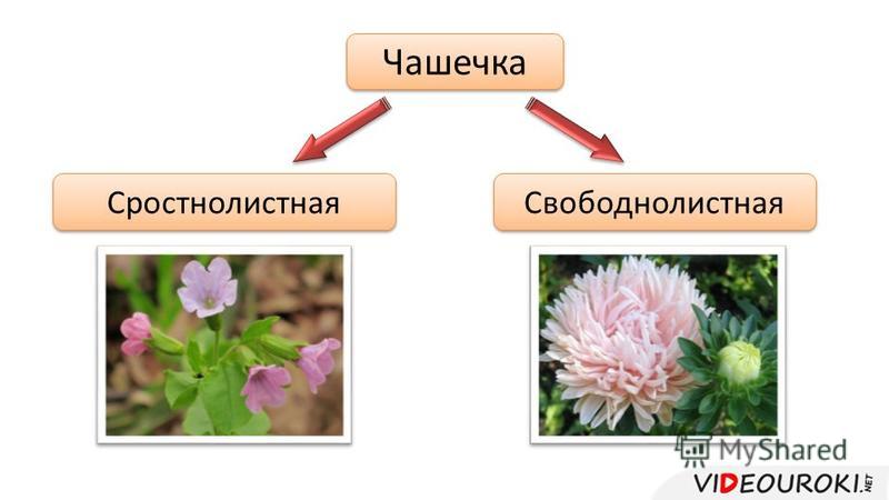 Цветок его органы Цветок его органы