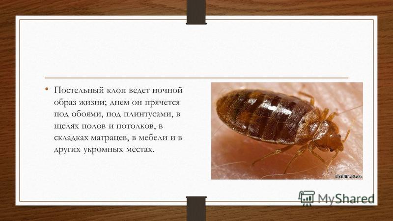 Кто самостоятельно вывел клопов Кто самостоятельно вывел клопов