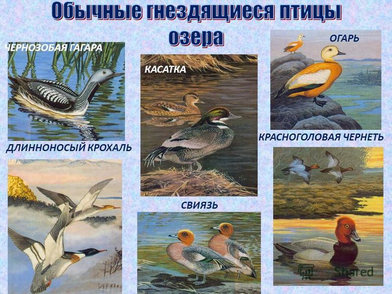 Птицы Байкала Фото