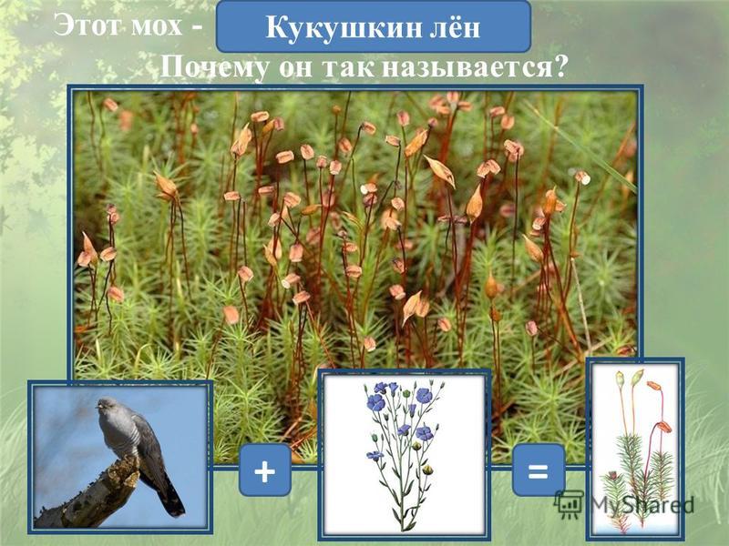 Кукушкин лён (Polytrichum commune) Ботаника. Реферат, доклад, сообщение, кратко,