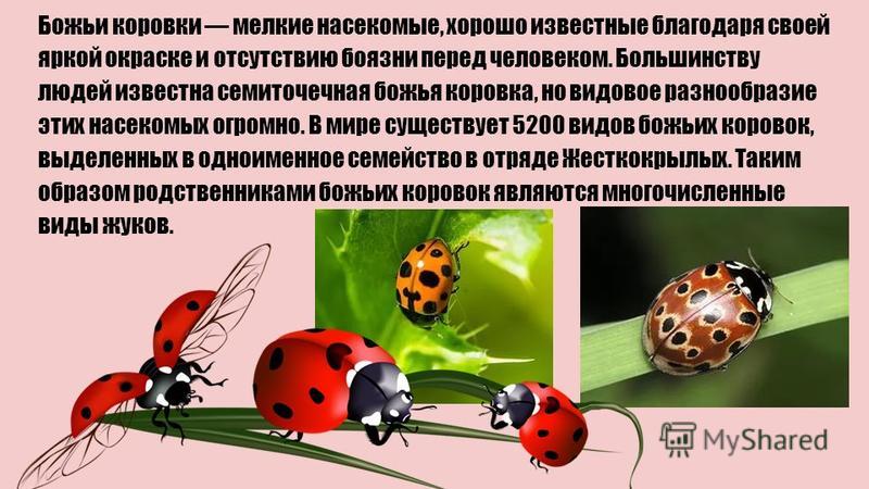 Божья коровка что умеет делать 177