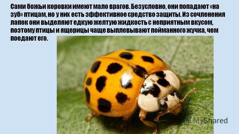 У божьей коровки есть зубы У божьей коровки есть зубы