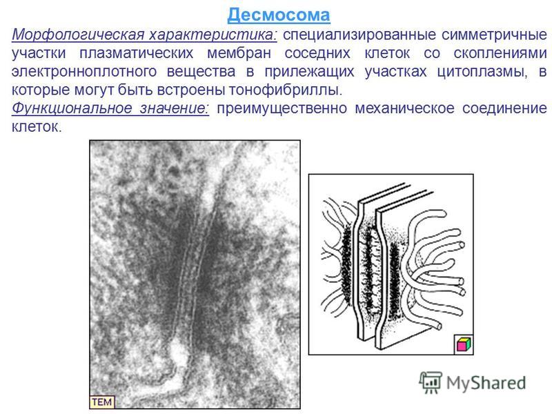 ПРОМЕЖУТОЧНЫЙ КОНТАКТ