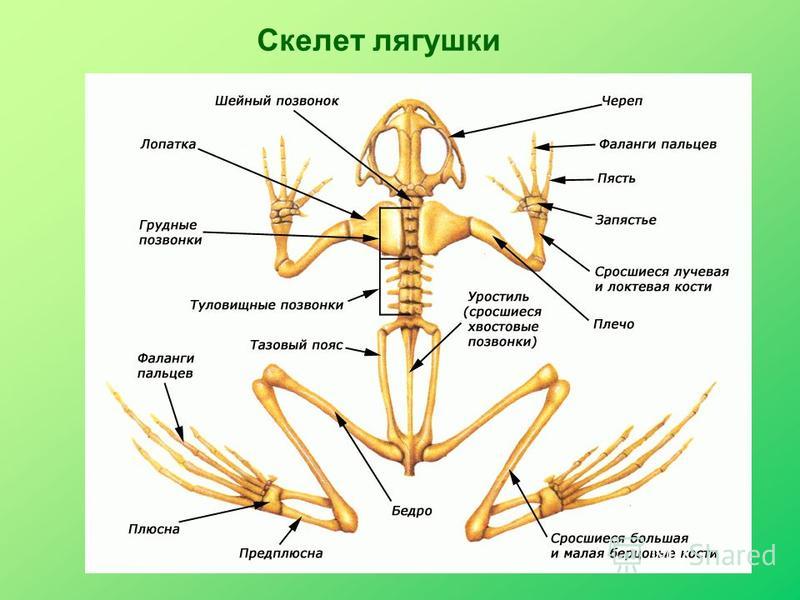 Женские прически на черные волосы Женские прически на черные волосы